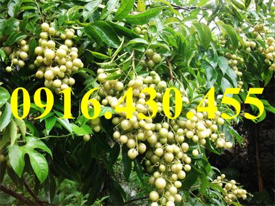 Cây giống mắc mật